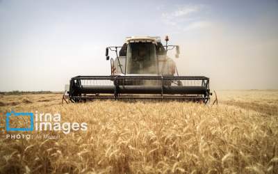 عکس/ درو کردن خوشه های طلایی