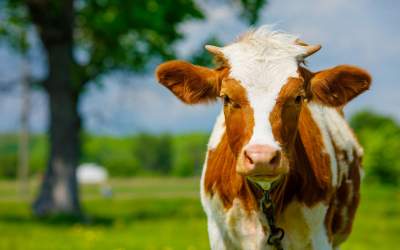 سرقت موتورسیکلت توسط یک گاو!  <img src="https://cdn.jahannews.com/images/video_icon.png" width="16" height="16" border="0" align="top">