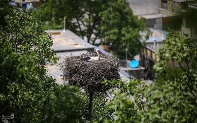 عکس/ خانه یک لک لک