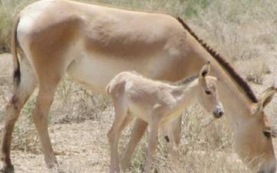 تصاویری از نخستین کره گورخر ایرانی  <img src="https://cdn.jahannews.com/images/video_icon.png" width="11" height="10" border="0" align="top">