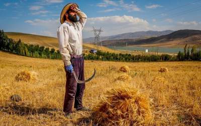 پول گندم‌ گندم‌کارها کجاست؟