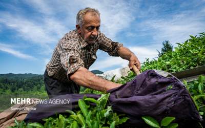 عکس/ برداشت چای از دل مزارع گیلان