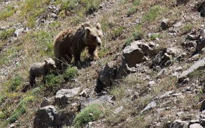 حیات وحش اردبیل در یک نگاه  <img src="https://cdn.jahannews.com/images/video_icon.png" width="16" height="16" border="0" align="top">