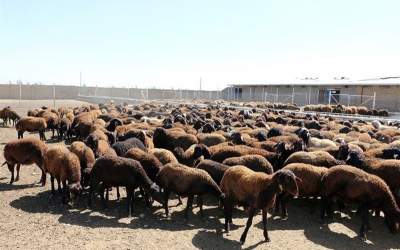 دام سبک زنده کیلویی ۳۰۰ هزار تومان شد