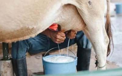 قیمت شیر ۲۷ درصد گران شد