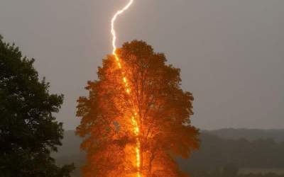 تصویری هنری از اصابت صاعقه به یک درخت