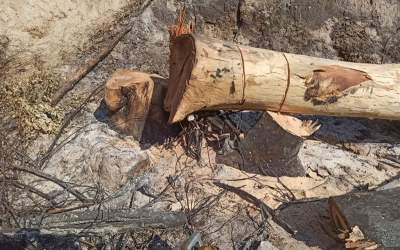 علت قطع درختان میدان آزادی چه بود؟