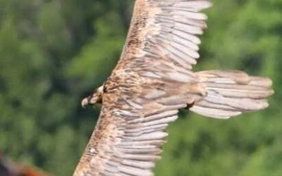 عکس/ پرواز هما بر فراز جنگلهای هیرکانی