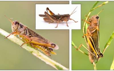 هجوم ملخ‌ها به خرم‌آباد +فیلم  <img src="https://cdn.jahannews.com/images/video_icon.png" width="11" height="10" border="0" align="top">