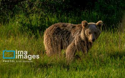 تصاویر دلچسب از جنگل «رودبارک»  <img src="https://cdn.jahannews.com/images/picture_icon.png" width="11" height="10" border="0" align="top">