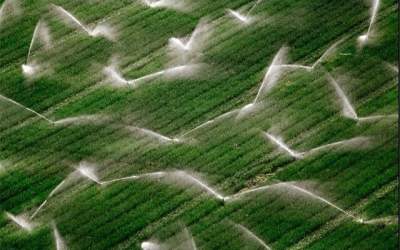 کاهش ۲۰ درصدی مصرف آب در کشت گندم