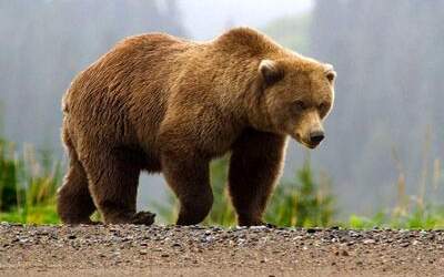 خرس‌ قهوه‌ای گم شده در پارک پردیسان کجاست؟