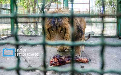 عکس/ مدل موی بامزه شیر باغ وحش اراک