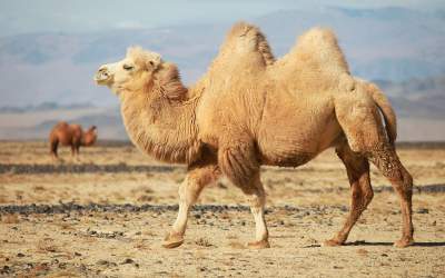 قیمت گوشت شتر از گوسفندی سبقت گرفت