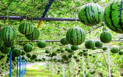 هندوانه‌ای که ۱۱ هزار دلار قیمت دارد!