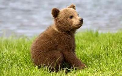 توله خرس گم شده پس از ۵ روز پیدا نشد