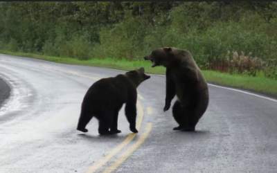 فیلم پربیننده از دعوای خرس‌ها وسط یک جاده  <img src="https://cdn.jahannews.com/images/video_icon.png" width="16" height="16" border="0" align="top">