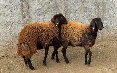 در آستانه عید قربان؛ گوسفند کیلویی چند؟