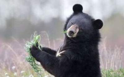 سرنوشت توله خرس گمشده پارک پردیسان