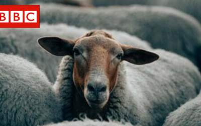 بی‌بی‌سی فارسی دل‌نگران گوسفندان شد
