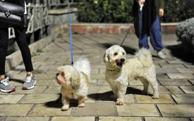 سگ‌گردانی در دنیا محدود، در ایران نامحدود!