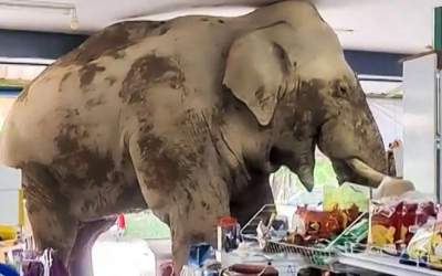 فیلم/ ورود فیل گرسنه به فروشگاه مواد غذایی!  <img src="https://cdn.jahannews.com/images/video_icon.png" width="11" height="10" border="0" align="top">