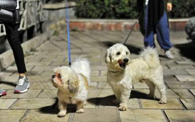 لطفا قانون سگ‌گردانی را اجرا نکنید!