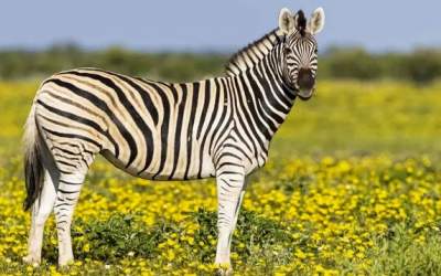 گورخر پرواز می‌کند +فیلم  <img src="https://cdn.jahannews.com/images/video_icon.png" width="16" height="16" border="0" align="top">