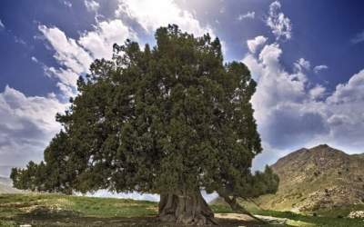 کهنسال‌ترین درخت ایران ثبت ملی شد