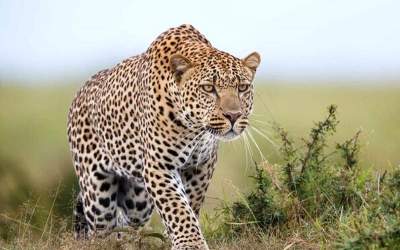 شکار لحظه‌ای پلنگ ایرانی با دوربین‌های تله‌ای  <img src="https://cdn.jahannews.com/images/video_icon.png" width="16" height="16" border="0" align="top">