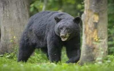 فیلم/ خرسی که فرودگاه ژاپن را تعطیل کرد  <img src="https://cdn.jahannews.com/images/video_icon.png" width="16" height="16" border="0" align="top">