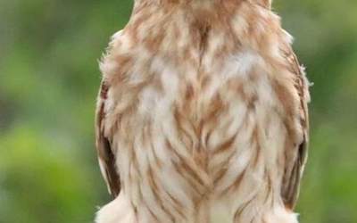 عکس/ ژست خاص جغد کوچک