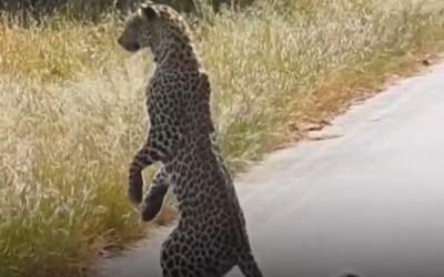 پلنگی که روی ۲ پایش ایستاد!  <img src="https://cdn.jahannews.com/images/video_icon.png" width="16" height="16" border="0" align="top">