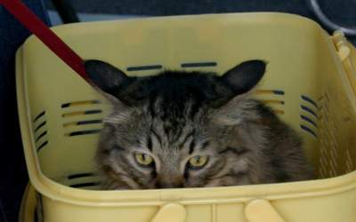 نگهداری از حیوانات خانگی به چه قیمت