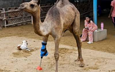 شتر پاکستانی با پای مصنوعی راه رفت  <img src="https://cdn.jahannews.com/images/video_icon.png" width="16" height="16" border="0" align="top">