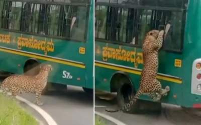 حمله پلنگ به یک اتوبوس توریستی  <img src="https://cdn.jahannews.com/images/video_icon.png" width="16" height="16" border="0" align="top">