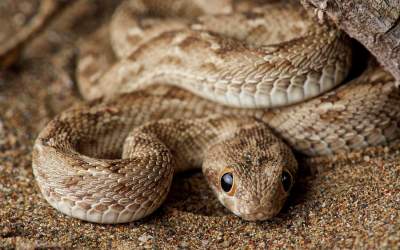 ماری که شکار مار شد!  <img src="https://cdn.jahannews.com/images/video_icon.png" width="16" height="16" border="0" align="top">