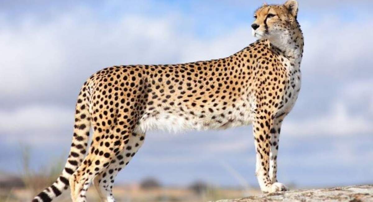 پلنگ ایرانی چرا باید آشغال بخورد؟  