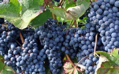 میوه بهشتی برای سلامت قلب و مغز