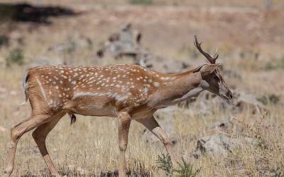 تکذیب ذبح گوزن زرد ایرانی در مراسم اربعین