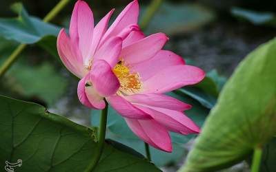 تصاویر تالاب سوستان - گیلان  <img src="https://cdn.jahannews.com/images/picture_icon.png" width="16" height="16" border="0" align="top">