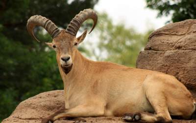 آب‌خوردن بزهای کوهی در طبیعت بندرلنگه  <img src="https://cdn.jahannews.com/images/video_icon.png" width="16" height="16" border="0" align="top">