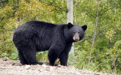 مشاهده خرس سیاه آسیایی در بشاگرد هرمزگان  <img src="https://cdn.jahannews.com/images/video_icon.png" width="16" height="16" border="0" align="top">