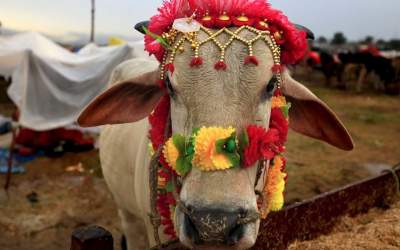 پاکستان بازار گوشت ایران را از برزیل گرفت