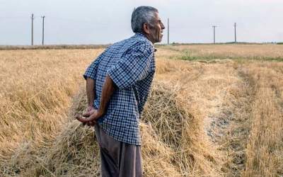 دو عامل اصلی کاهش تولید گندم کشور اعلام شد