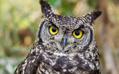 اولین مسابقه تقلید صدای پرندگان در هنگ‌کنگ  <img src="https://cdn.jahannews.com/images/video_icon.png" width="16" height="16" border="0" align="top">