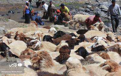 عکس/ صف‌کشی گوسفندها برای حمام کردن