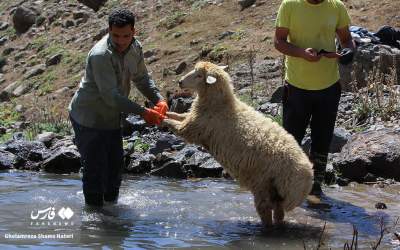 تصاویر بامزه از زندگی گوسفندان