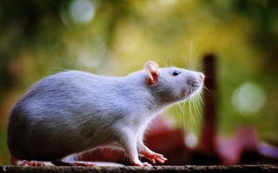 دعوای دو موش بزرگ در مترو +فیلم  <img src="https://cdn.jahannews.com/images/video_icon.png" width="16" height="16" border="0" align="top">