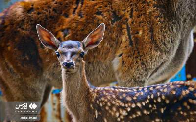 تصاویر احیای «مارال» در اَهَر  <img src="https://cdn.jahannews.com/images/picture_icon.png" width="11" height="10" border="0" align="top">
